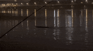 Video of unidentified creature in Han River goes viral