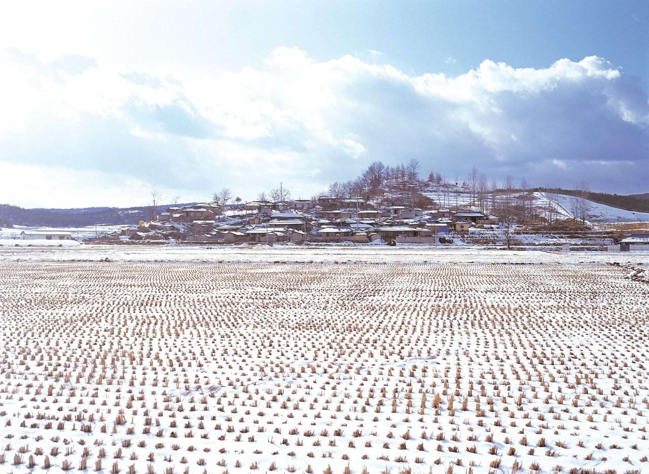 A rice field covered in snow. (123rf)