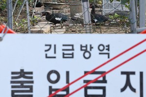 S. Korea reports another highly pathogenic bird flu case